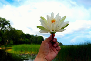  Offering of the Wild