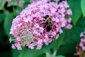Bee Still on Butterfly Bush