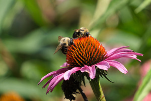 Harmony on a Purple Coneflower