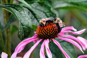 Dual Architects of Life on a Coneflower Stage