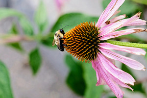 The Bee and the Purple Coneflower