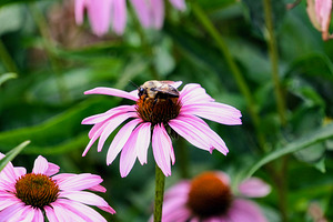 Wings of Purpose Petals of Peace: Coneflower Moment