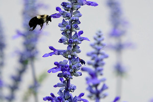 Salvia Bloom & the Pollinator