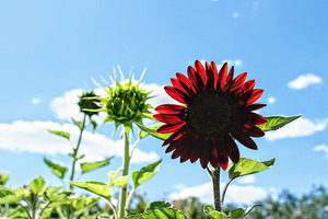 Bloom of the Dark Sun Flower