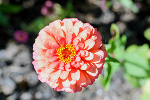 Sun Soaked Pink Zinnia