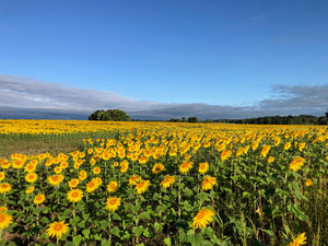 A Sea of Golden Dreams