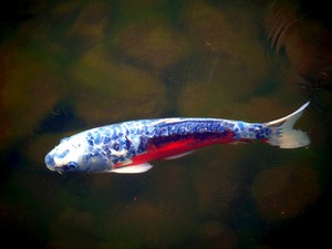 An American Koi Story