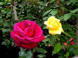 Two Roses