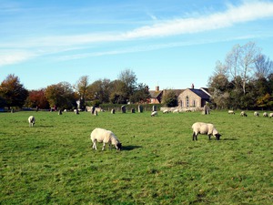 Grazing Fields of Avebury Henge and Stone Circles 