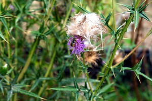 To Bee or Not to Bee  