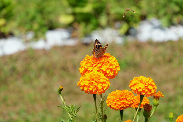A Butterfly’s Pause Amid Sunfire Blooms Print