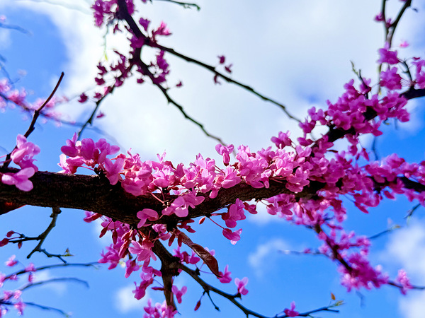 IMG 1704 Digital Download