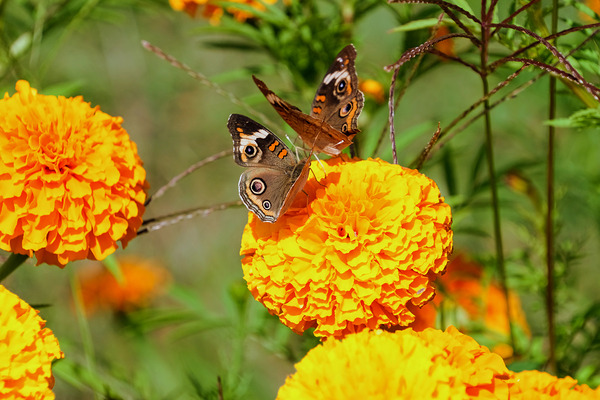 In Bloom and Flight: A Conversation in Color Print
