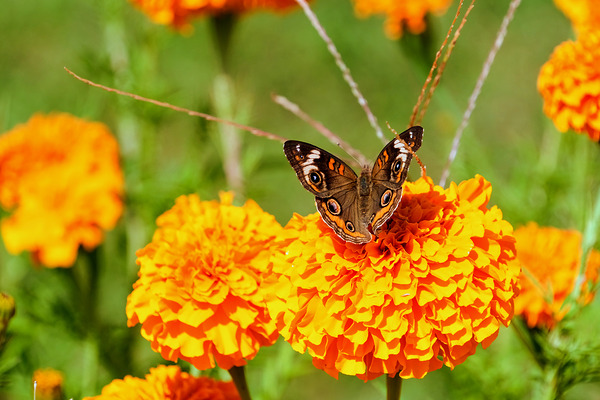 Buckeye Butterfly on Marigold: The Secret Life of Wings and Petals Digital Download