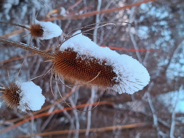 Thorny Lollipop Winter Thistle  Print