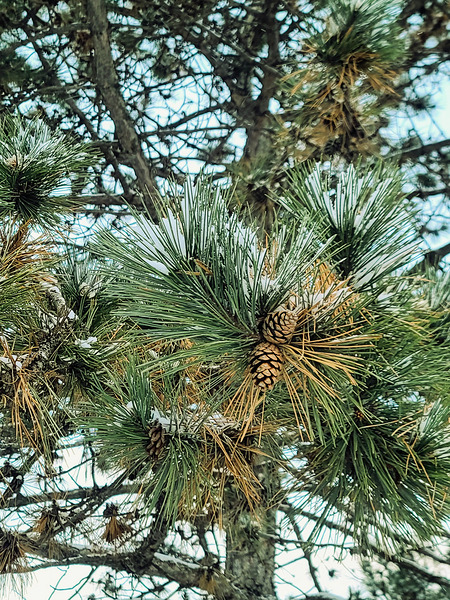 Winter Pinescape Print