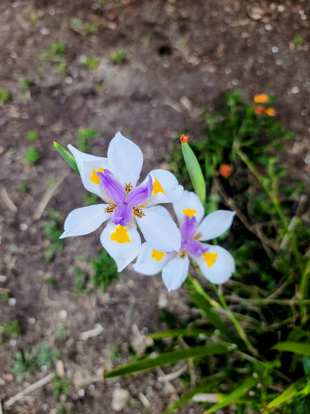 Fortnight Lily Flowers:  The Unfolding of African Iris in Earth’s Stillness Print