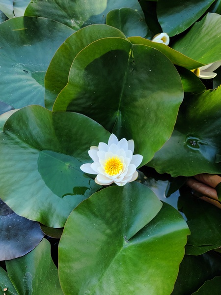 Blooms of Joy: Silence Speaks in Petals Print