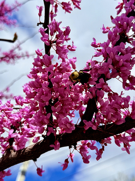 IMG 1528 Digital Download