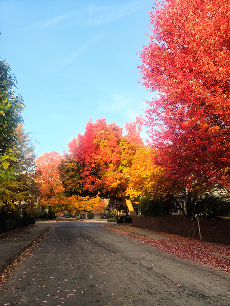 Fall Over the Fence Print