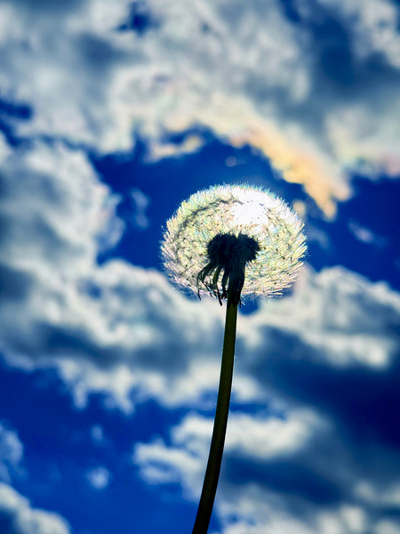 IMG 1749 Digital Download