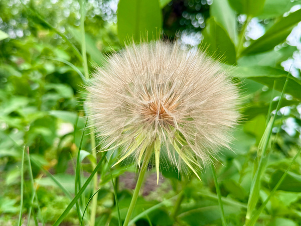 The Last Wishkeeper: Holding Dreams Before the Wind Print