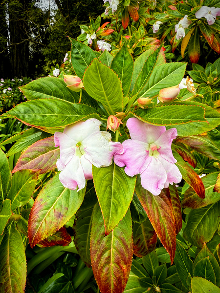 Floravox: The Soft-Spoken Twins Print