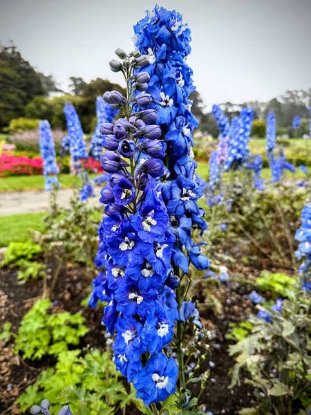 Larkspur: Midnight Choir of the Garden Realm Print