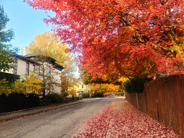 Fall Over the Fence - Autumn’s Embrace  Print