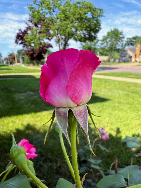 The Rose That Waits: Patience in Pink Print