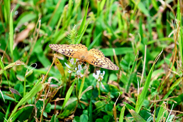 Buttery Butterfly as Omen of Calm Print