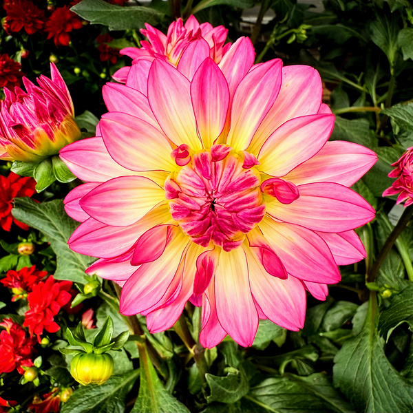 Petal Prism: Nature’s Geometry Print