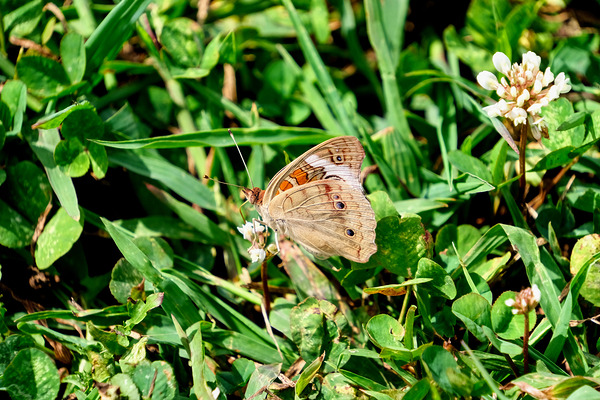 Ephemeral Spirits in Green Silence Print