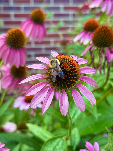 Coneflower Harmony Print