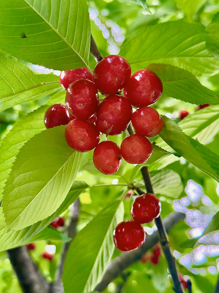 The Cherry Covenant: Nature’s Silent Promise Print
