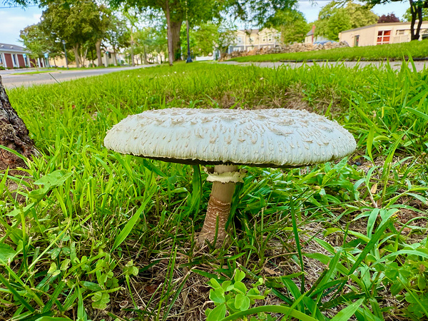 Capstone of the Lawn Print