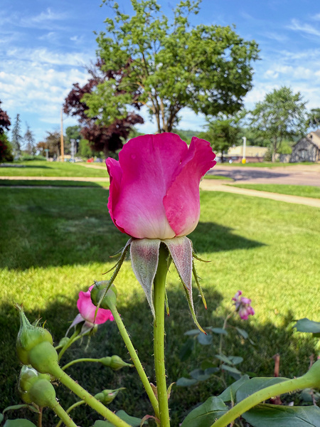 Petalbound: The Secret Just Before Beauty Speaks Print