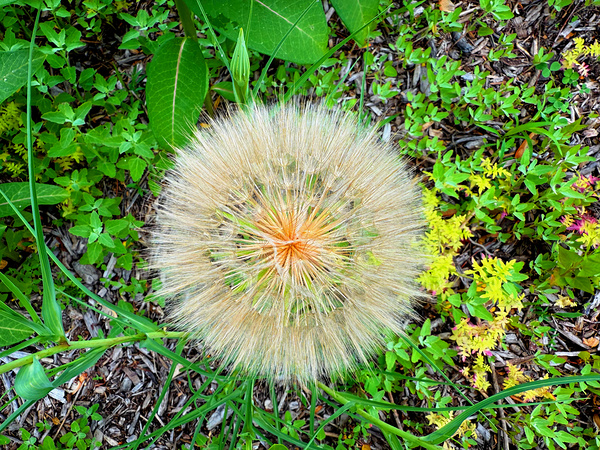 The Poetic Geometry of a Meadow’s Breath Print