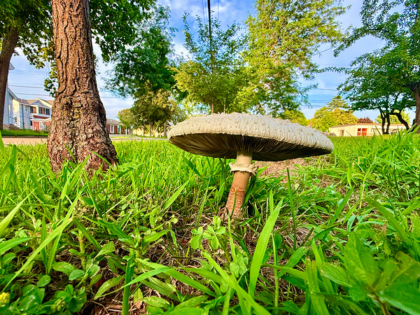 The Lone Umbrella of Morning Light Print