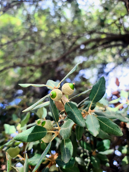 Nature’s Little Lanterns: A Hidden Symphony of Light and Green Digital Download