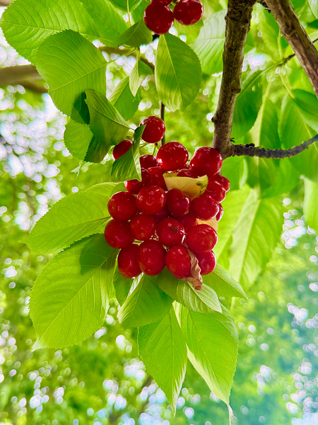The Patience of Fruit: A Quiet Celebration Print