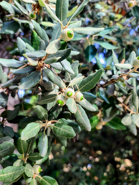 Beneath the Olive Shade Print