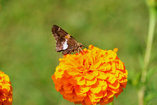 Marigold Thrones and Winged Kings Print