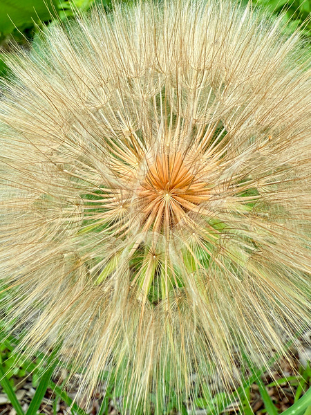 Nature’s Compass: All Directions One Origin Print