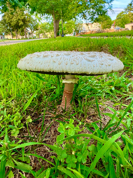 Crowned by the Earth Print
