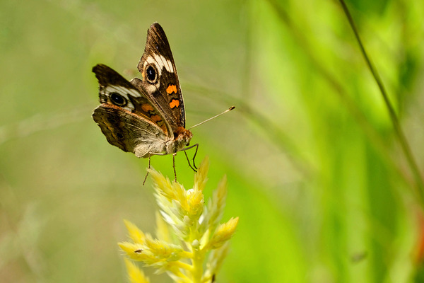 Buckeye Butterfly: Stillness Between Wingbeats Print