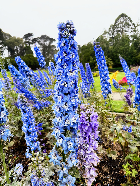 Whispers in Ultramarine Print