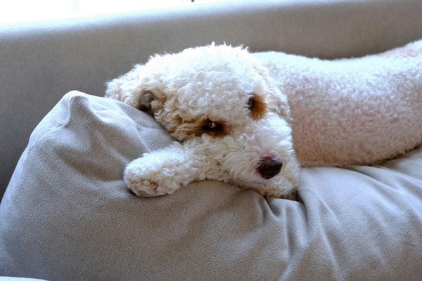 Not Pouting Pooch Print