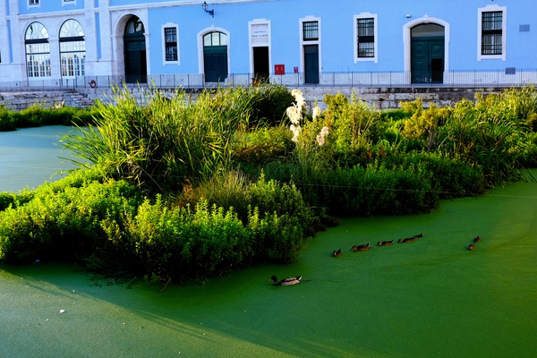 Ducking the Tourists Digital Download