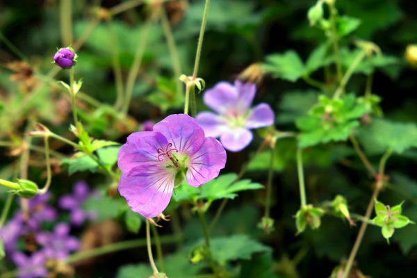 Flower Bloom 8B Print